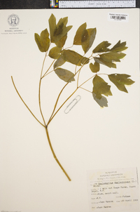 Caulophyllum thalictroides image