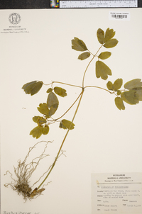 Caulophyllum thalictroides image