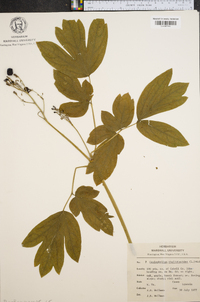 Caulophyllum thalictroides image