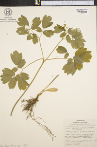 Caulophyllum thalictroides image