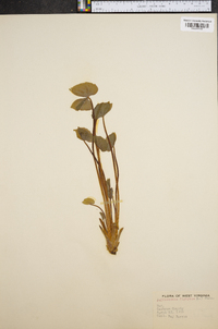 Jeffersonia diphylla image