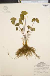 Jeffersonia diphylla image