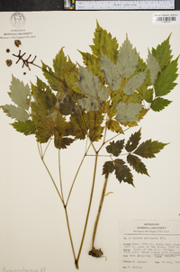 Actaea pachypoda image