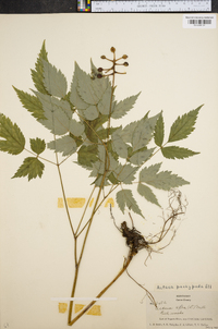 Actaea pachypoda image