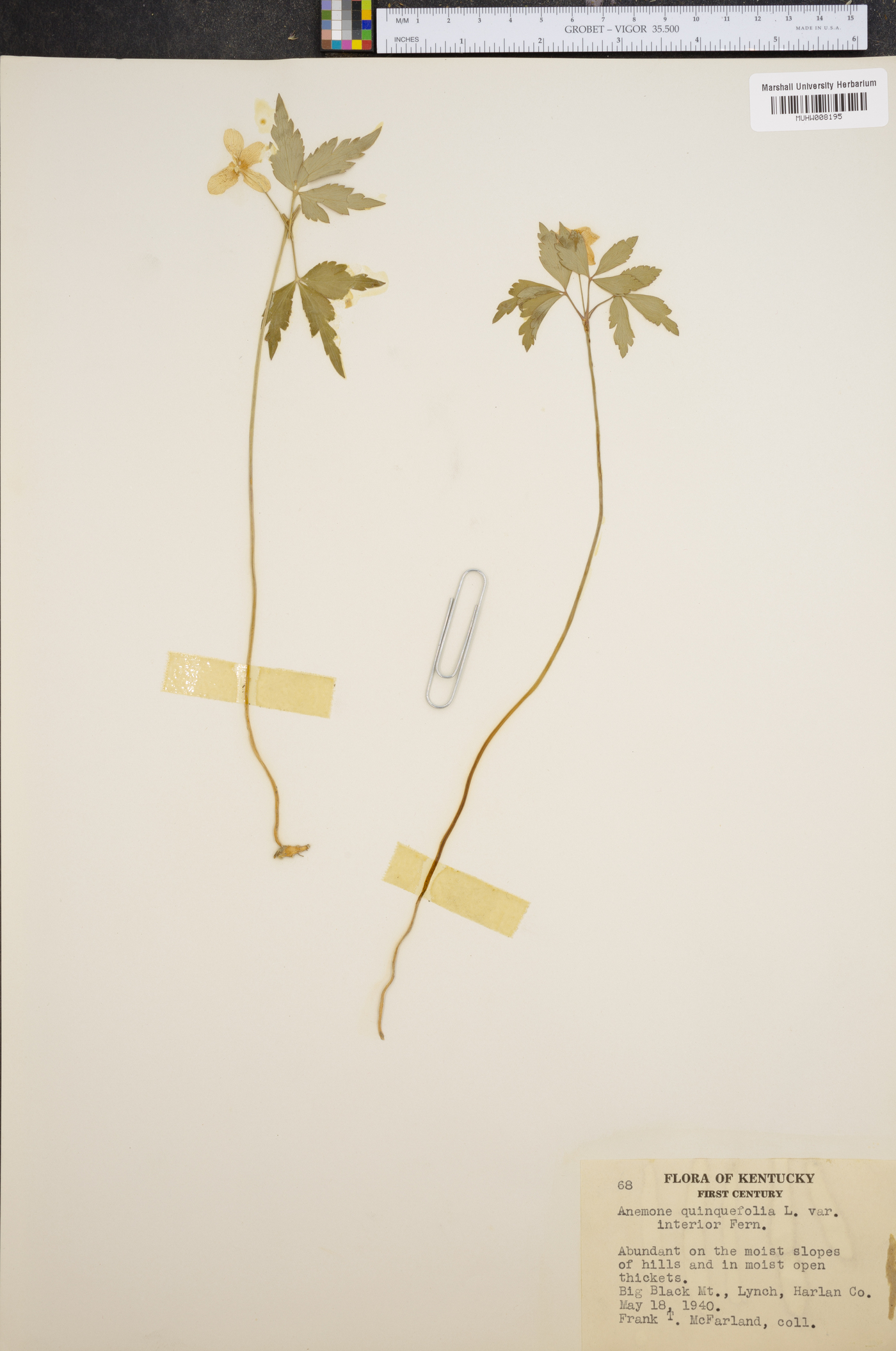 Anemone quinquefolia var. interior image