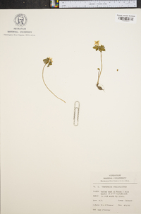 Anemonella thalictroides image