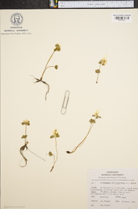 Anemonella thalictroides image