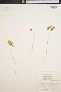 Anemonella thalictroides image