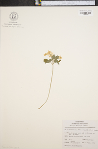 Anemonella thalictroides image