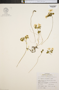 Anemonella thalictroides image