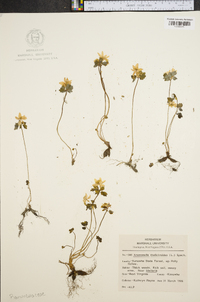 Anemonella thalictroides image