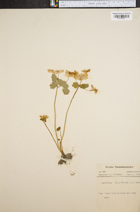 Anemonella thalictroides image