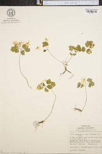 Anemonella thalictroides image