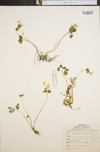 Anemonella thalictroides image