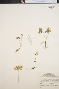 Anemonella thalictroides image