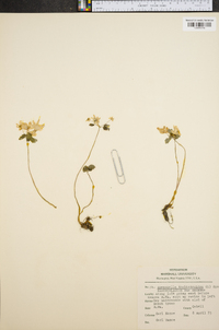 Anemonella thalictroides image