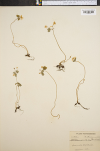 Anemonella thalictroides image