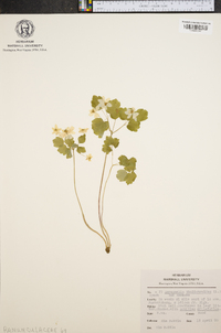 Anemonella thalictroides image