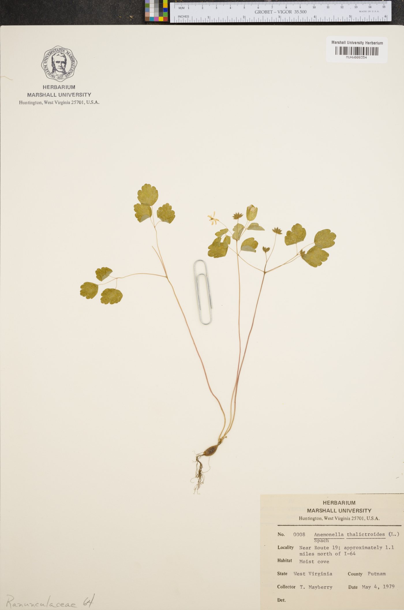 Anemonella thalictroides image