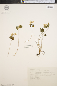 Anemonella thalictroides image