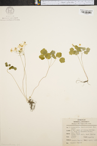 Anemonella thalictroides image