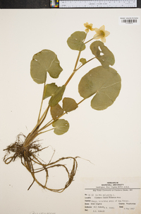 Caltha palustris image