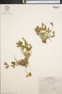 Caltha palustris image