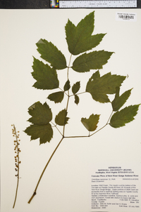 Actaea racemosa image