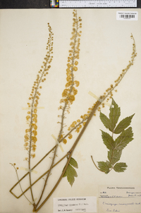 Actaea racemosa image