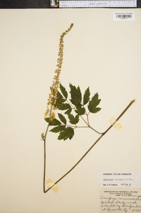 Actaea racemosa image