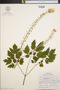 Actaea racemosa image