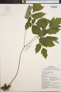 Actaea racemosa image