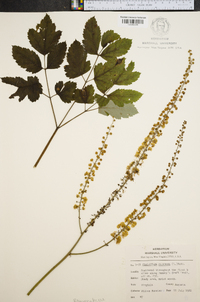 Actaea racemosa image