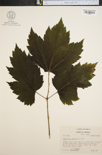 Actaea rubifolia image