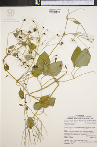 Clematis terniflora image