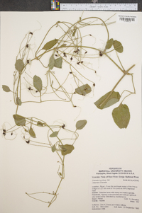 Clematis terniflora image