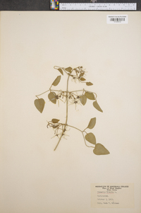 Clematis viorna image