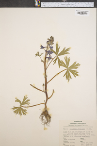 Delphinium tricorne image