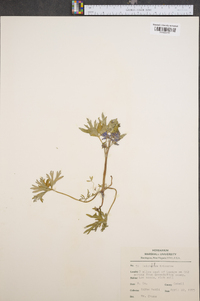 Delphinium tricorne image