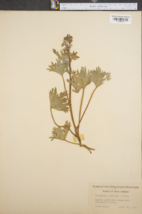 Delphinium tricorne image