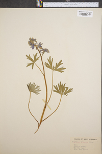 Delphinium tricorne image