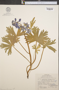 Delphinium tricorne image