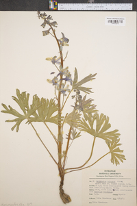 Delphinium tricorne image