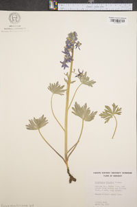 Delphinium tricorne image