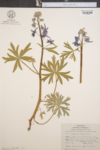 Delphinium tricorne image