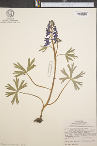 Delphinium tricorne image