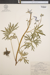 Delphinium tricorne image