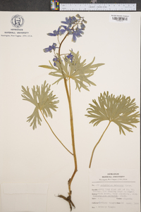 Delphinium tricorne image