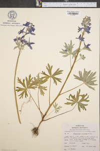 Delphinium tricorne image