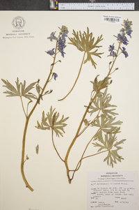 Delphinium tricorne image